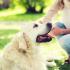 Pet-friendly Paradise!