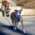 Community Bark Park | Studio Apartments In Arlington Va | Penrose Apartments