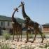 Welcome | Serengeti Springs | Apartments In West Jordan