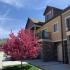 Blossoms outside the window | Triton Terrace | Apartments in Draper Utah